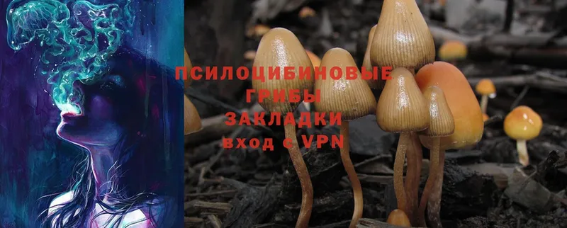 сколько стоит  Верея  Галлюциногенные грибы Magic Shrooms 